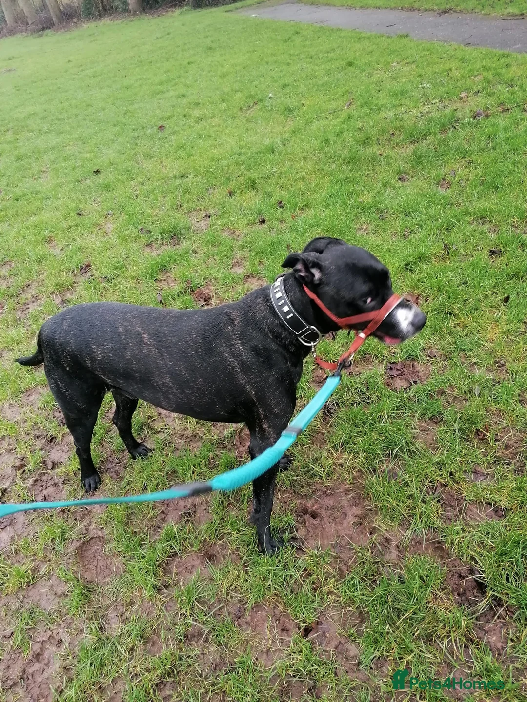 Mixed Breed dogs for adoption: Do perfect dogs exist? YES, they do:💙LOKI💙 - Advert 3