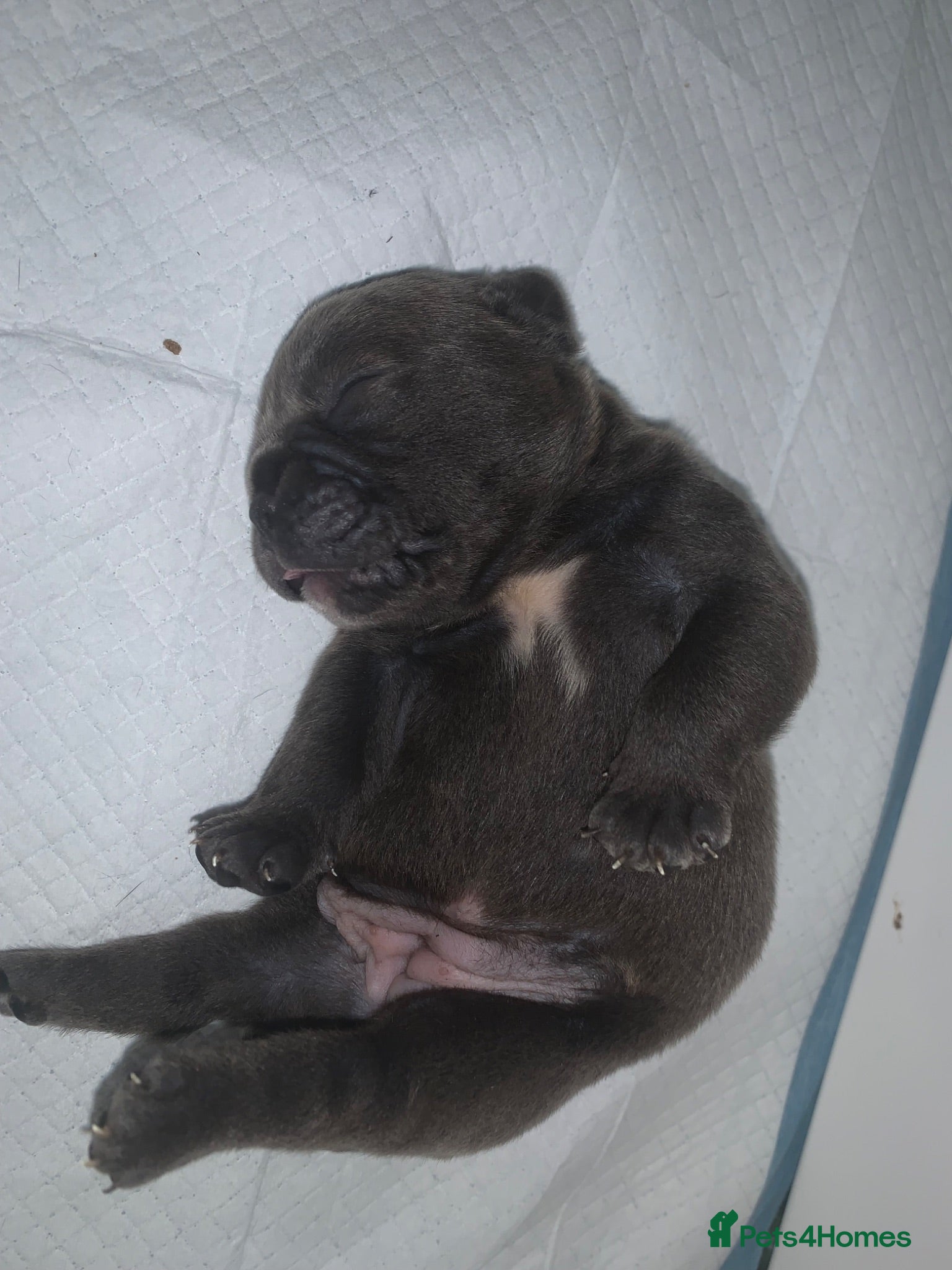 Olde English Bulldogge dogs  Old English bulldog   - Advert 3