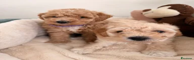 Poochon 5