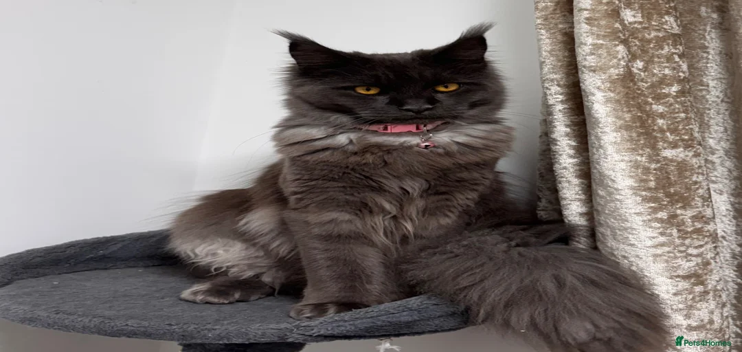 Gallery Image {{count}}