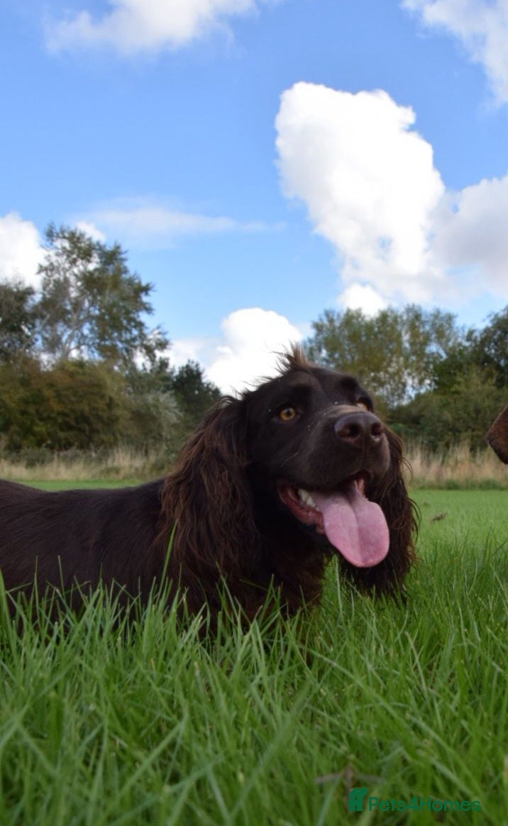 Cocker Spaniel dogs Rueben,  Cocker spaniel for stud - Advert 1
