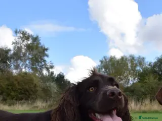 Cocker Spaniel dogs Rueben, Cocker spaniel for stud - Advert 1