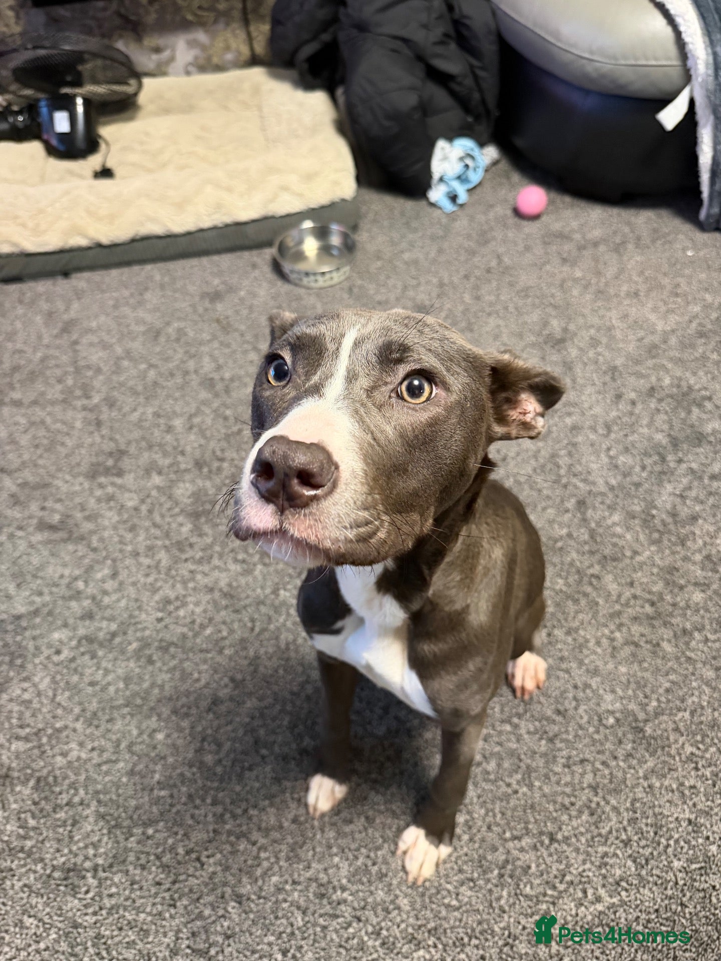 Mixed Breed dogs Mylie  - Advert 18