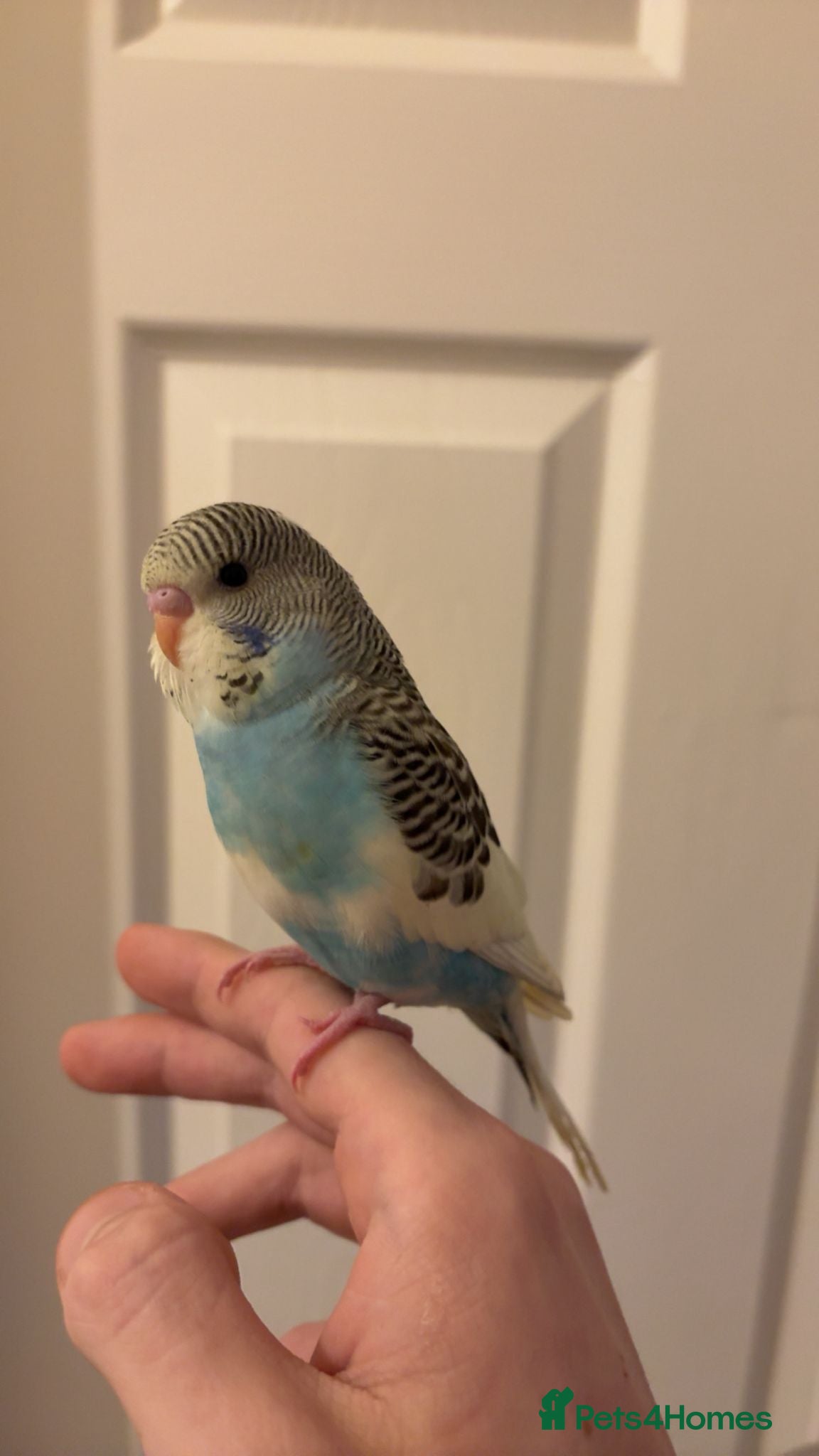 Budgerigars birds Hand reared super tame budgie  - Advert 9