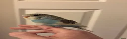 Budgerigars birds for sale: Hand reared super tame budgie  - Advert 1