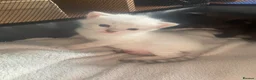 Ragdoll cats for sale: Half Ragdoll Kittens  - Advert 3