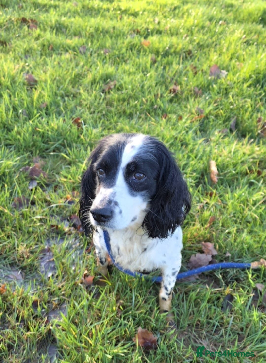 Sprocker dogs for sale: 3 beautiful dog in urgent need of a home - Advert 4