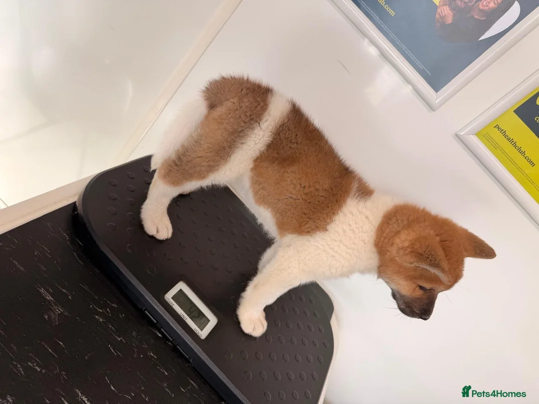 Akita dogs for sale: Full Bread American Akita  in Alness - Advert 4