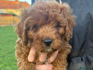 Cavapoo dogs Trained Cavapoo for sale - Advert 2