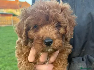 Cavapoo dogs Trained Cavapoo for sale - Advert 18