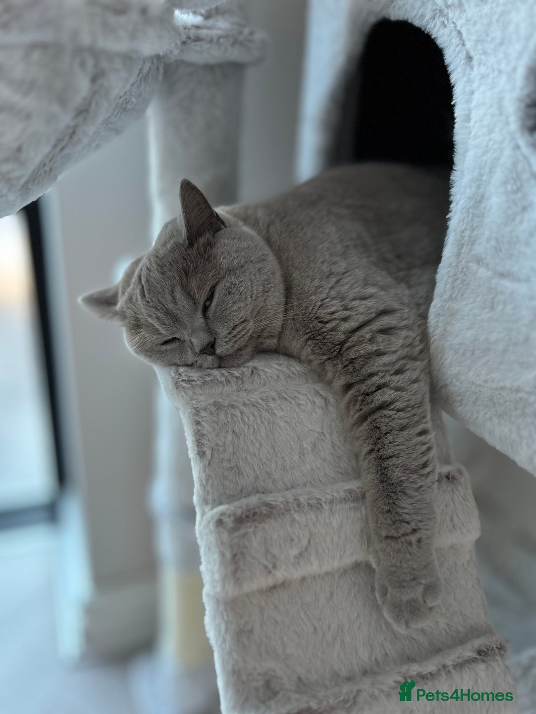 British Shorthair cats for sale: British shorthair 2+ - Advert 2