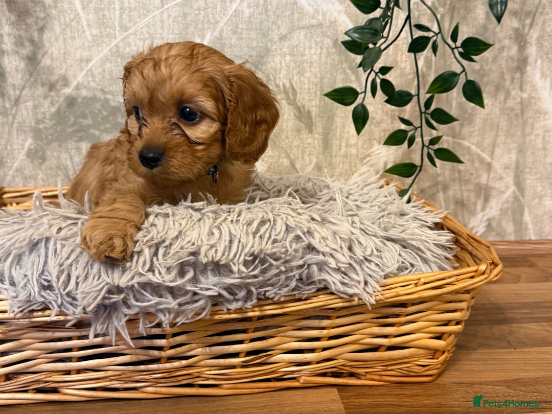 Cavapoo dogs for sale: Beautiful F1 Cavapoos  - Advert 21