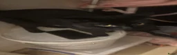 Bombay cats for sale: Black cat - Advert 2