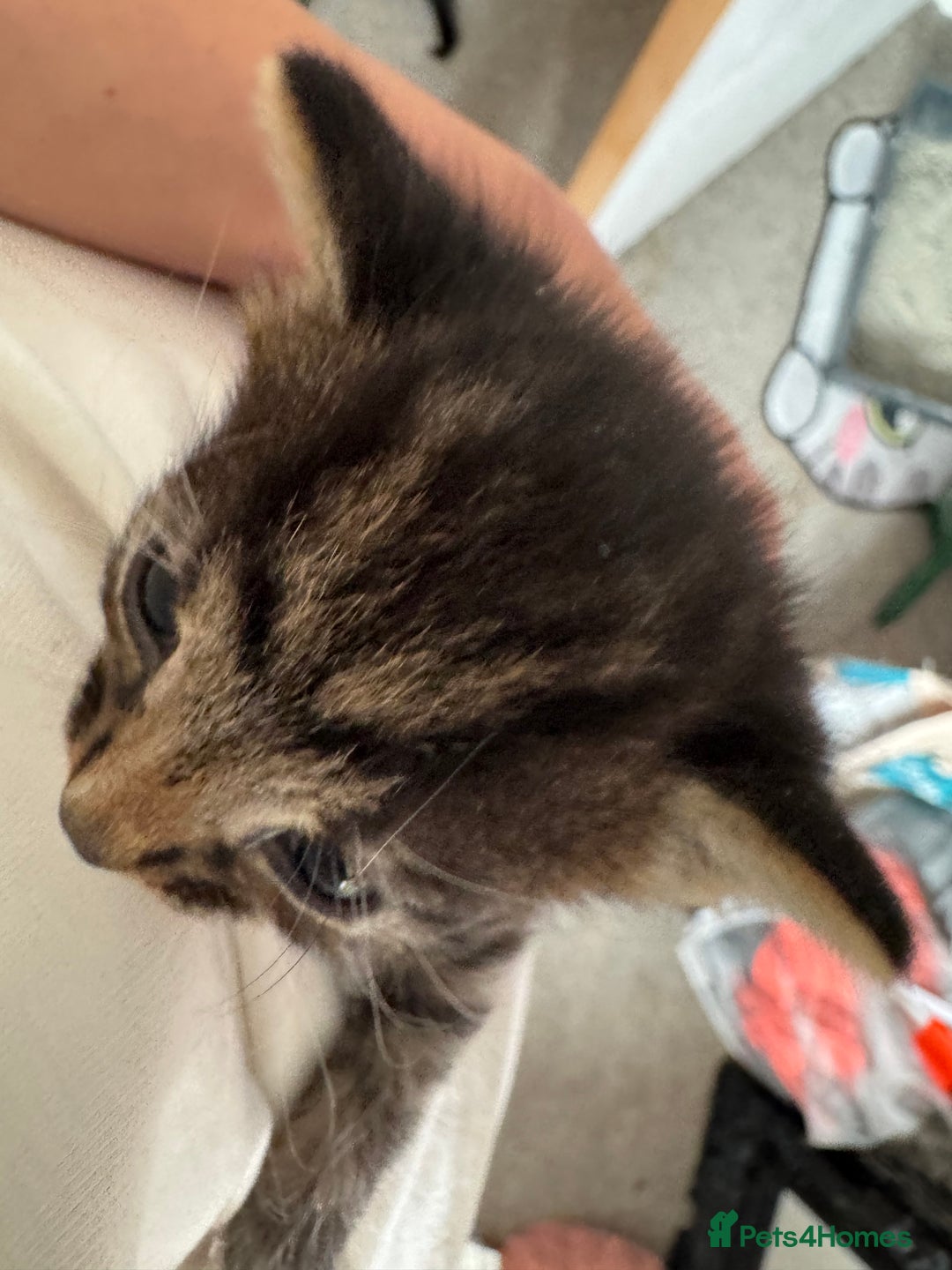 Mixed Breed cats for sale: 3x tuxedo 1x all black kittens - Image 7