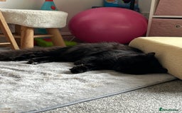 RagaMuffin cats for sale: Cat, Oreo - Advert 3