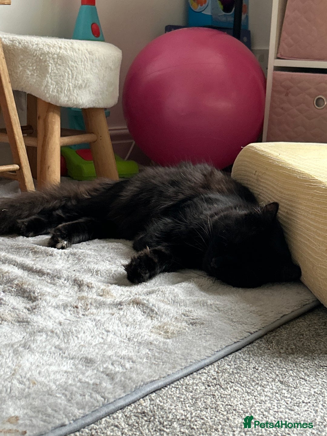 RagaMuffin cats for sale: Cat, Oreo - Advert 3