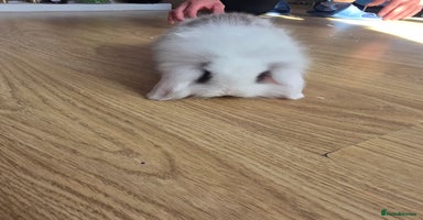 Mini Lop rabbits - Advert 14