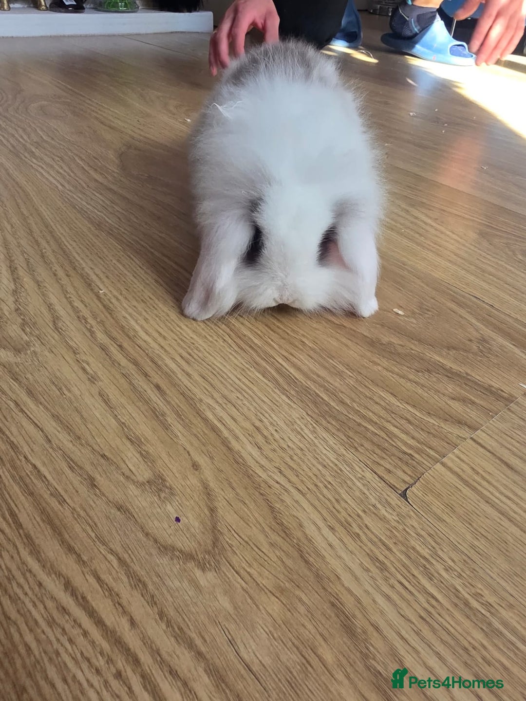 Mini Lop rabbits for sale: Mini lop bunnies ready now  - Image 2