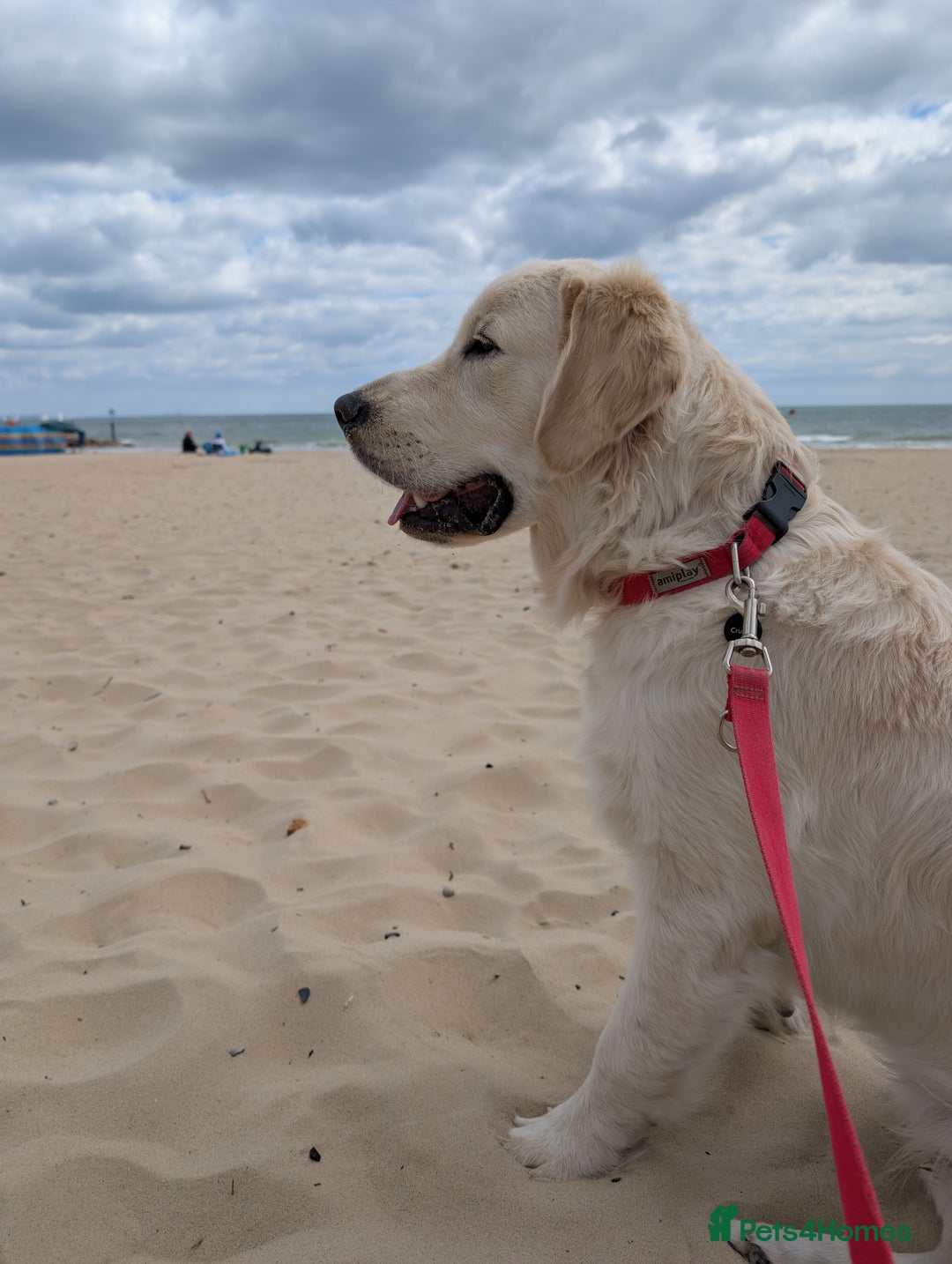 Golden Retriever dogs for stud: Golden Retriever Stud. KC Reg Champion Bloodline - Image 2