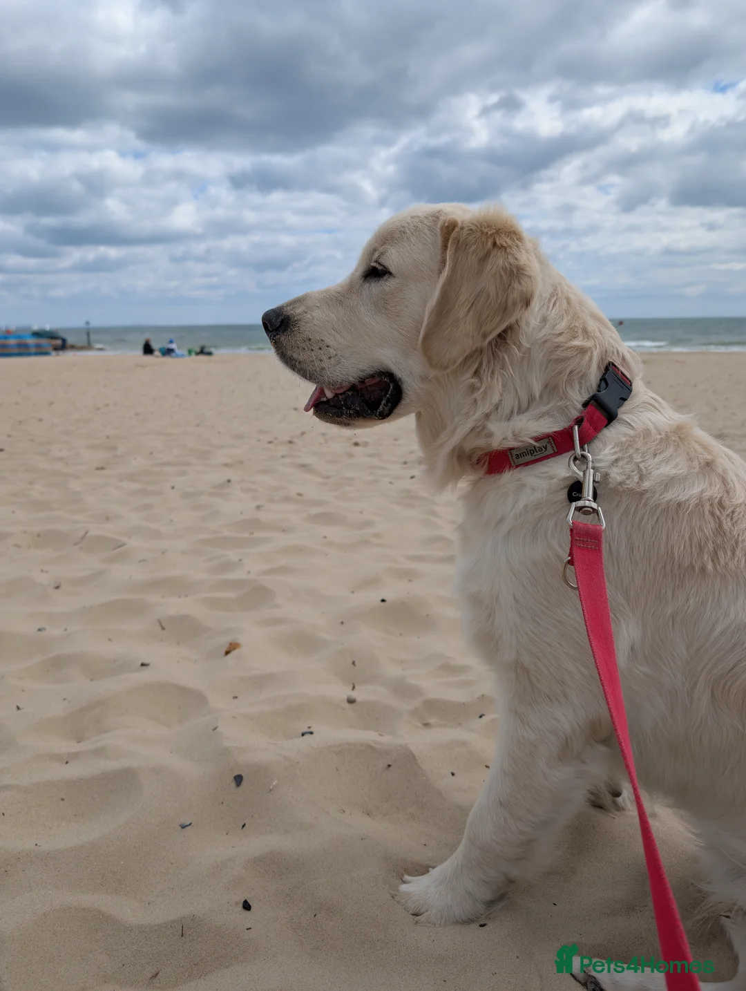 Golden Retriever dogs for stud: Golden Retriever Stud. KC Reg Champion Bloodline - Advert 3