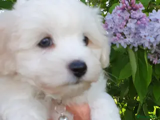 Coton De Tulear dogs K.C. Reg. Coton de Tulear, health tested parents - Advert 15