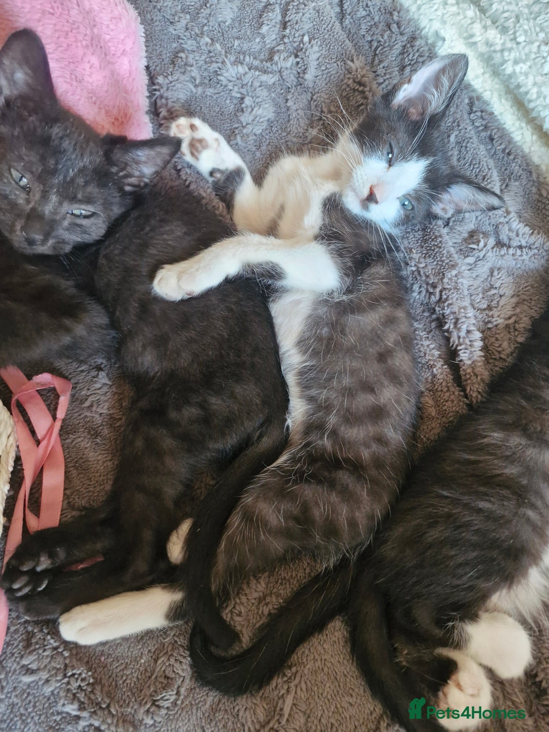 Domestic Shorthair cats for sale: Bundles off fun  - Image 8