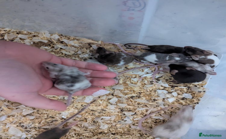 Mouse rodents - Advert 10