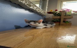 Domestic Shorthair cats for sale: Fluffy tabby kitten  - Image 4