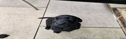Labrador Retriever dogs for sale: Working Labrador puppies  - Advert 15