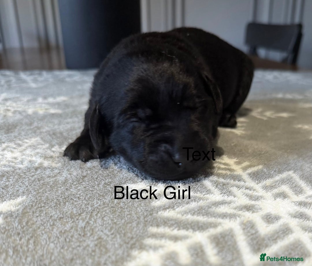 Labrador Retriever dogs for sale: Stunning Chocolate and Black Labrador pups - Advert 7