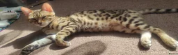 Bengal cats for sale: Stunning Bengal kittens for sale in Rugby - Advert 10