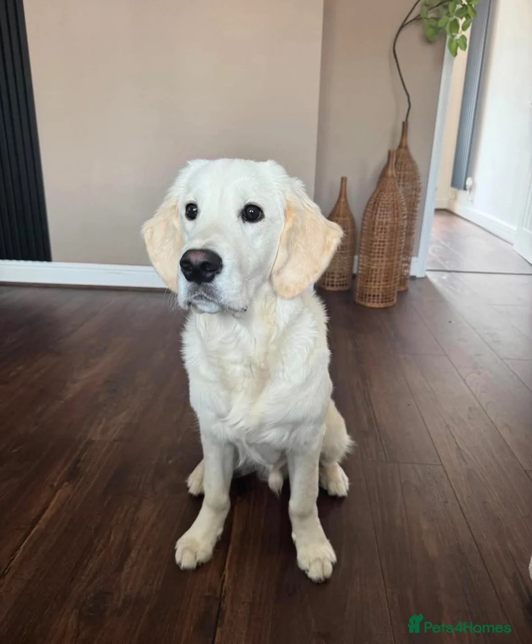 Golden Retriever dogs for stud: Beautiful KC golden retriever for stud in Gateshead - Advert 2