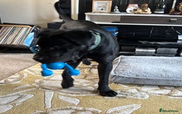 Cane Corso dogs for sale: Cane Corso  - Image 4