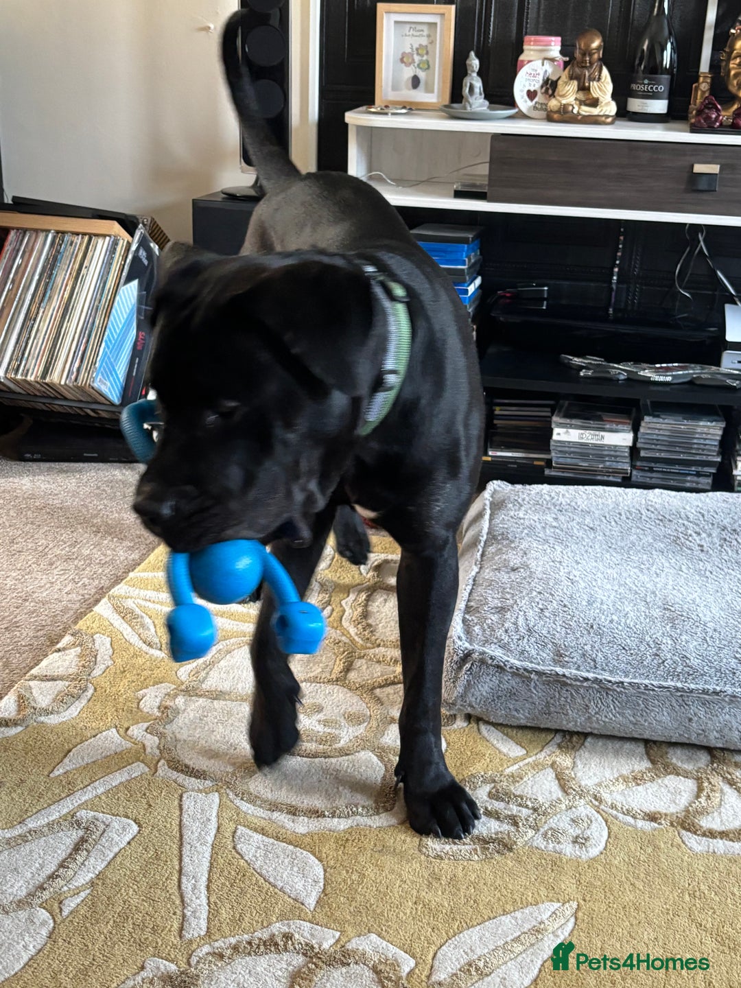 Cane Corso dogs for sale: Cane Corso  - Image 4