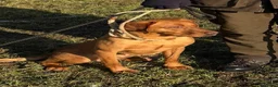 Labrador Retriever dogs for sale: Gorgeous Fox Red Labrador Puppies - KC Reg. - Advert 12