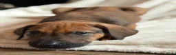Rhodesian Ridgeback dogs for sale: KC Rhodesian Ridgebacks: Fully Health Tested! - Advert 10