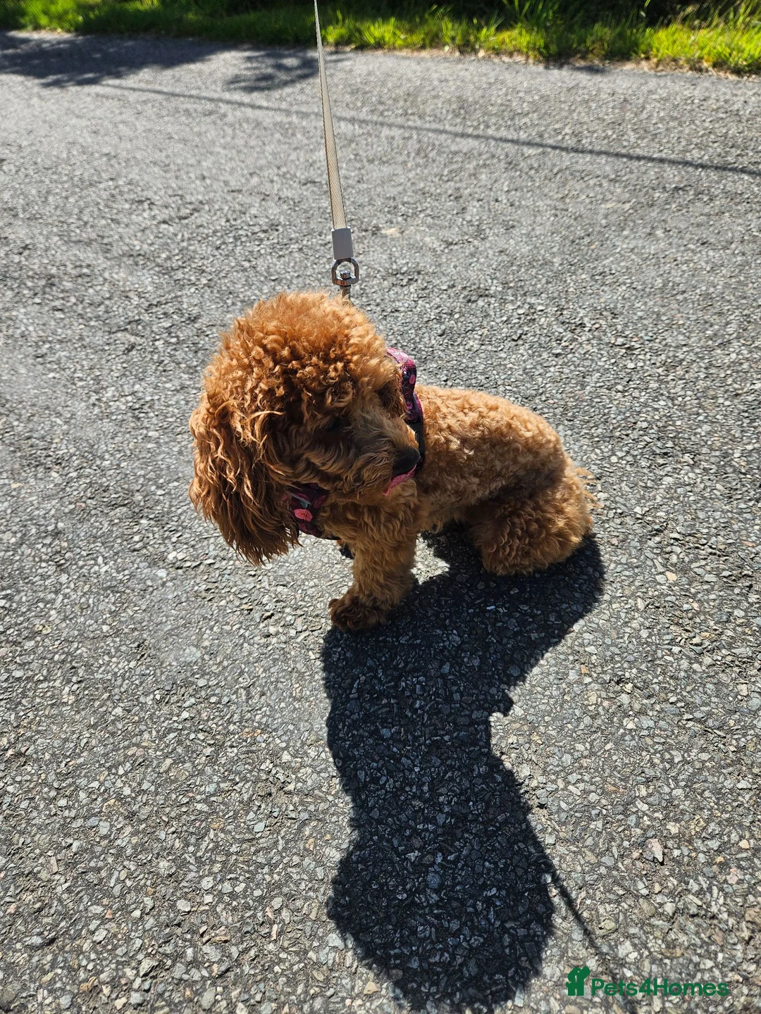 Toy Poodle dogs for sale: Merge Toy Poodle 10 months old - Advert 3