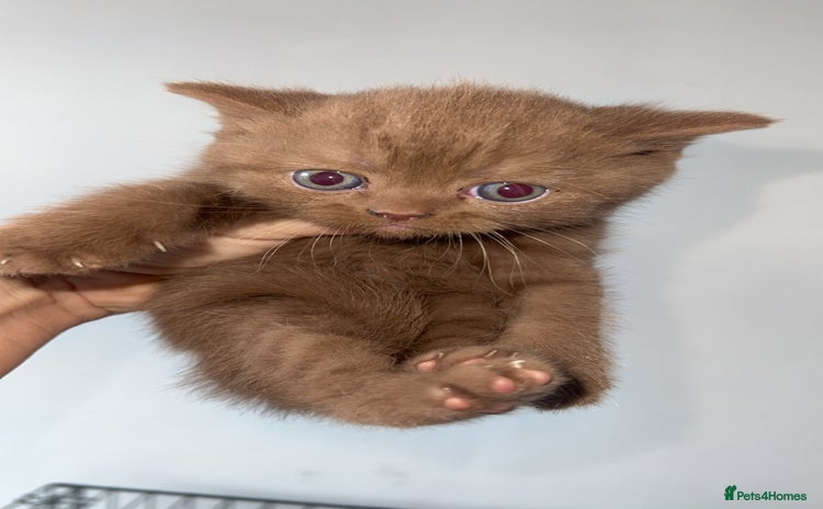 British Shorthair cats - Advert 7