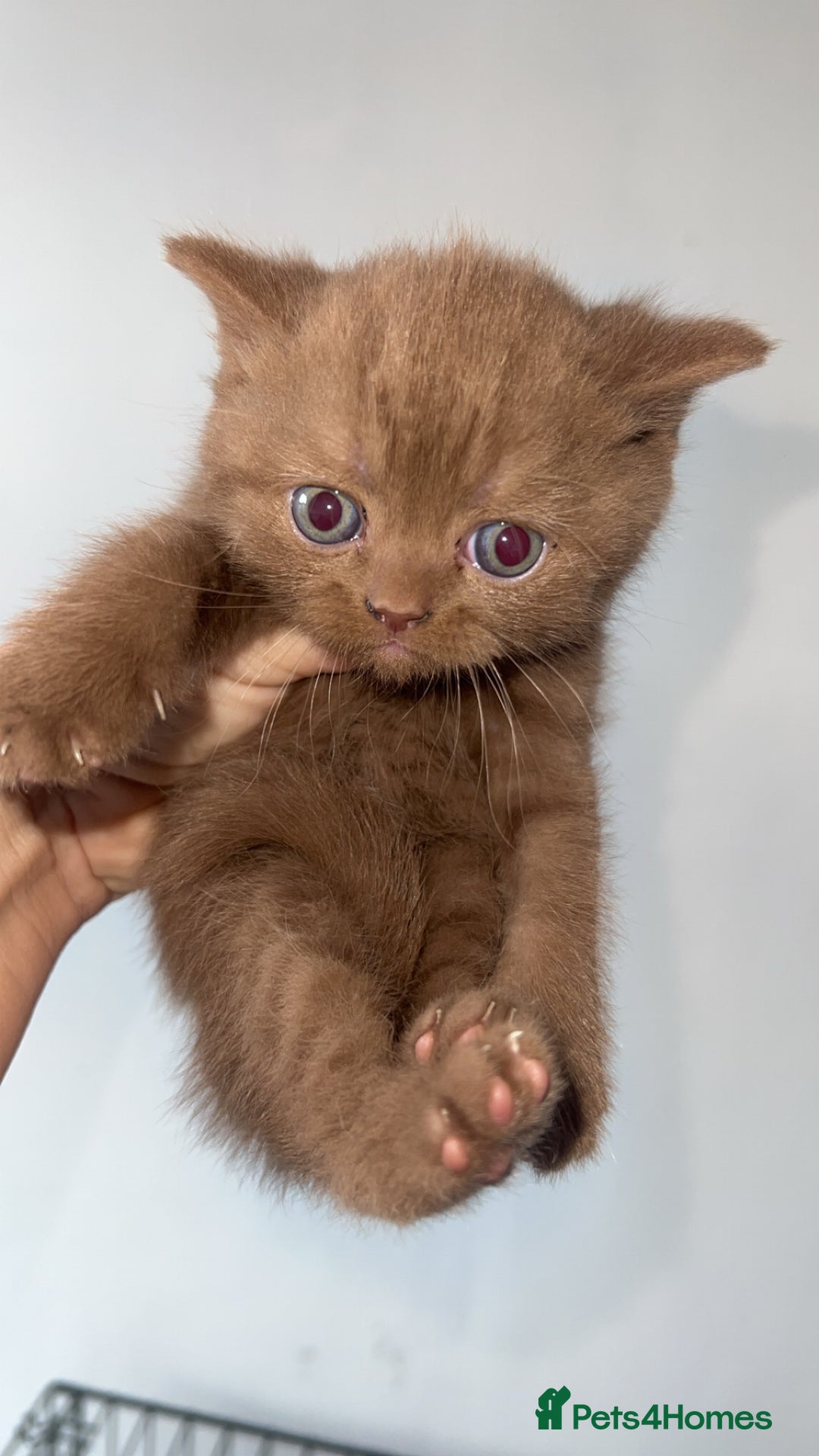 British Shorthair cats for sale: British shorthair kittens  - Image 1