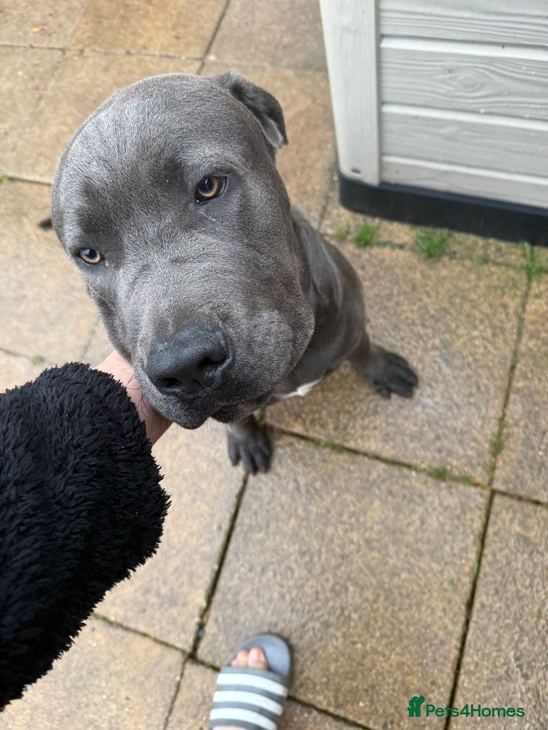 Cane Corso dogs for sale: Cane corso 6 months old - Advert 2
