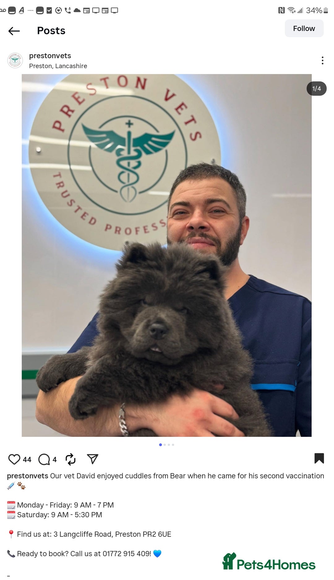 Chow Chow dogs for stud: KC Blue Chow Stud Blue Chow Chow Stud  - Advert 10