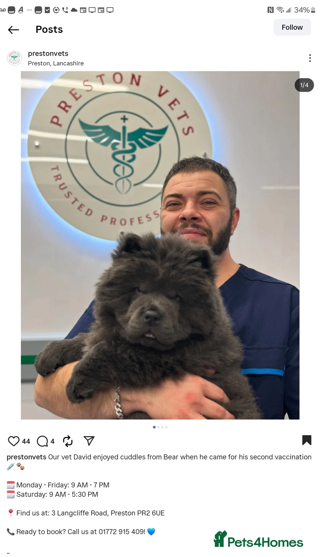 Chow Chow dogs for stud: KC Blue Chow Stud Blue Chow Chow Stud  - Advert 10