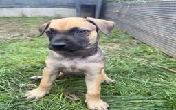 Belgian Shepherd Dog dogs for sale: Stunning Dutch Herder x Alano Español Pups  - Image 20