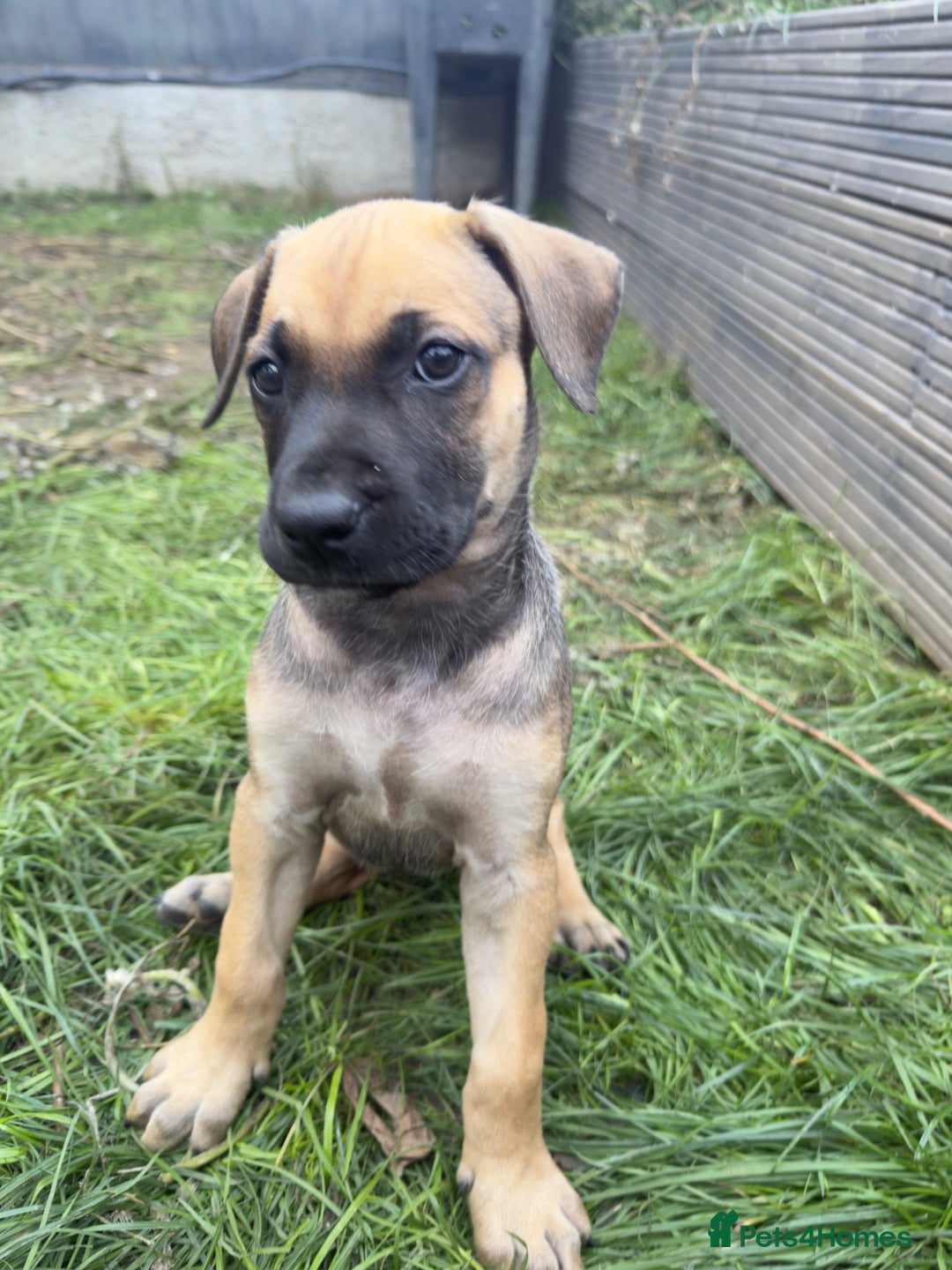 Belgian Shepherd Dog dogs for sale: Stunning Dutch Herder x Alano Español Pups  - Image 20