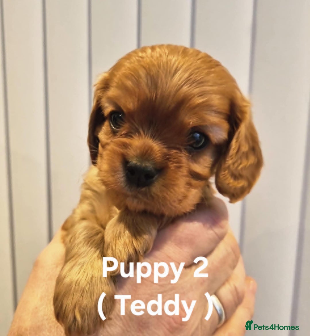 Cavalier King Charles Spaniel dogs for sale: Cavalier King Charles Spaniel Puppies KC Reg - Advert 9