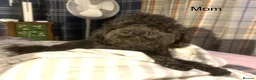 Toy Poodle dogs for sale: Asian Toy Poodle Puppies for Loving Homes ❤️🐶 - Advert 1