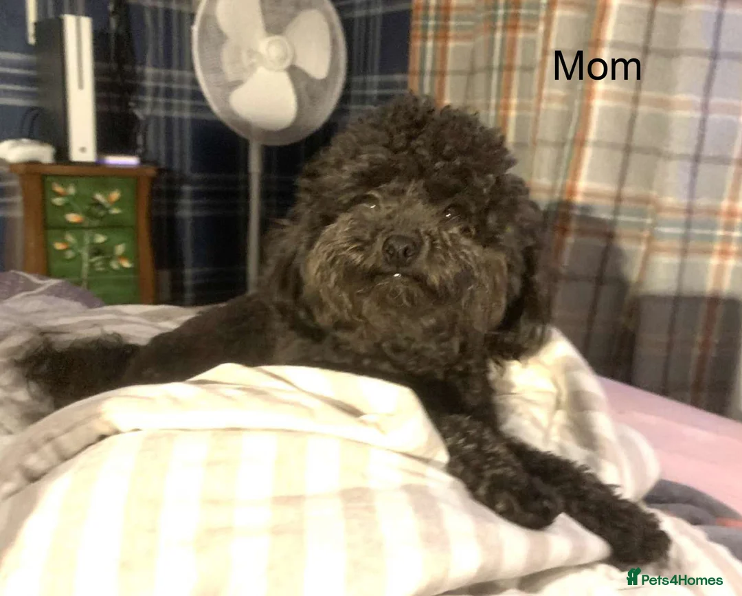Toy Poodle dogs for sale: Asian Toy Poodle Puppies for Loving Homes ❤️🐶 - Advert 1