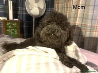 Toy Poodle dogs Asian Toy Poodle Puppies for Loving Homes ❤️🐶 - Advert 1