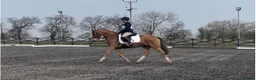 Welsh Section D horses for sale: 14.3/15hh allrounder gelding  in Rowlands Gill - Advert 28