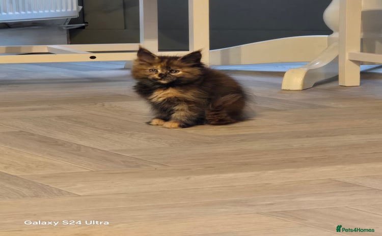 Maine Coon cats - Advert 8